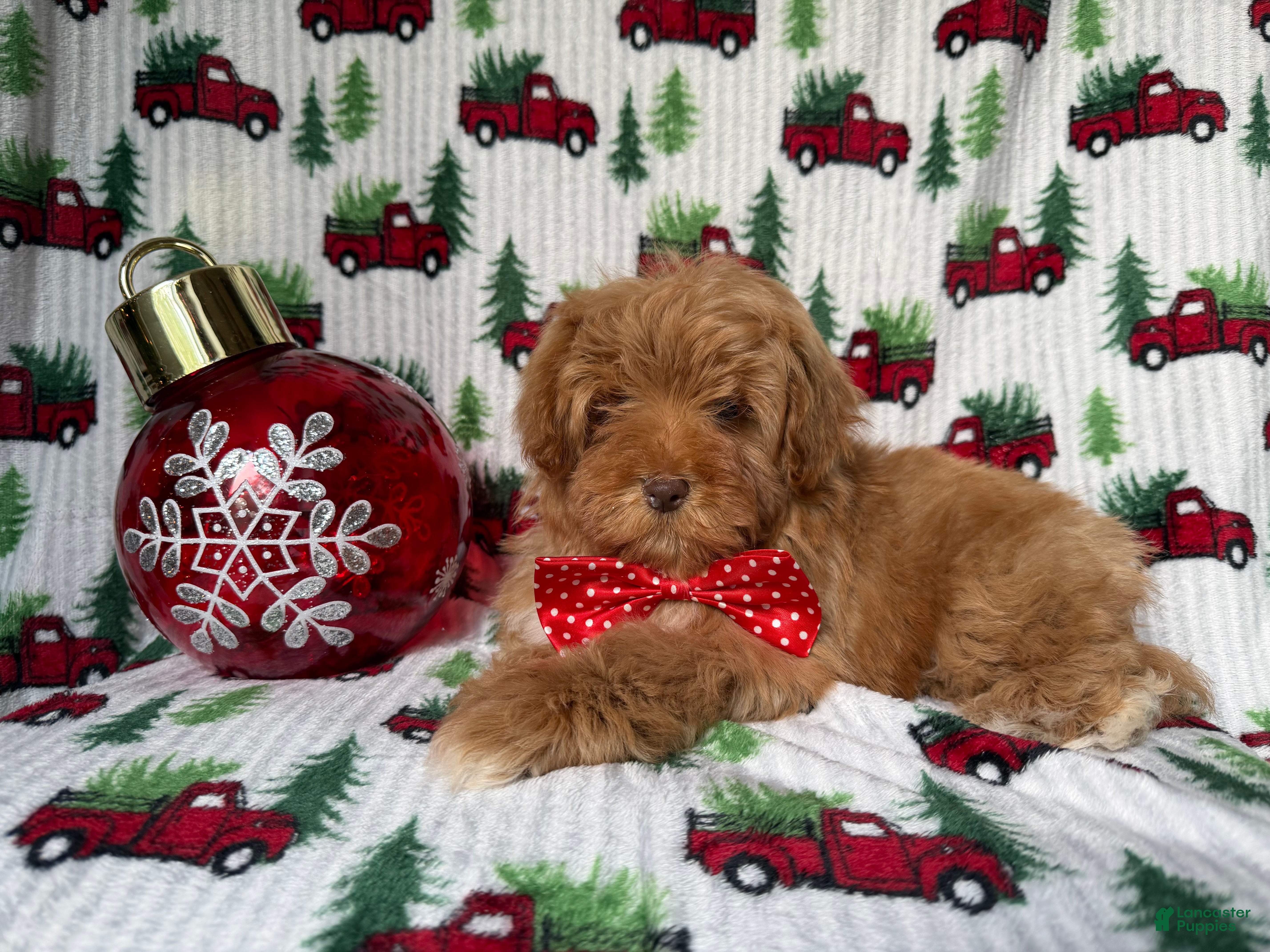 Lhasa Apso dogs Spud - Ad 1