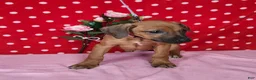 Rhodesian Ridgeback dogs for sale: Gracie - Ad 3