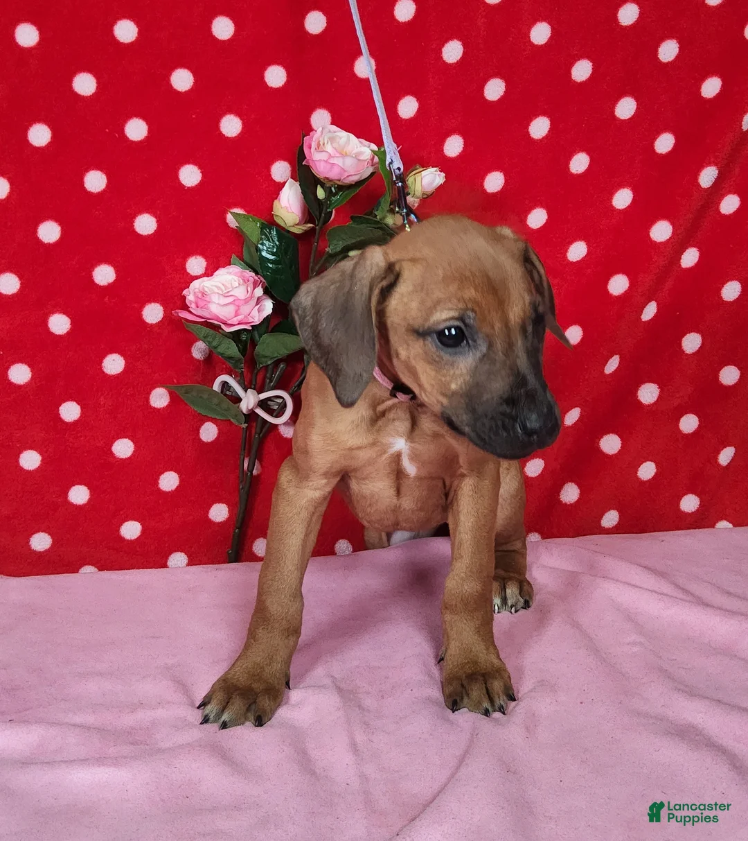 Rhodesian Ridgeback dogs for sale: Gracie - Ad 3
