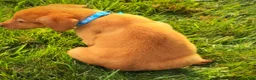 Labrador Retriever dogs for sale: Labrador Retriever 1 - Ad 14