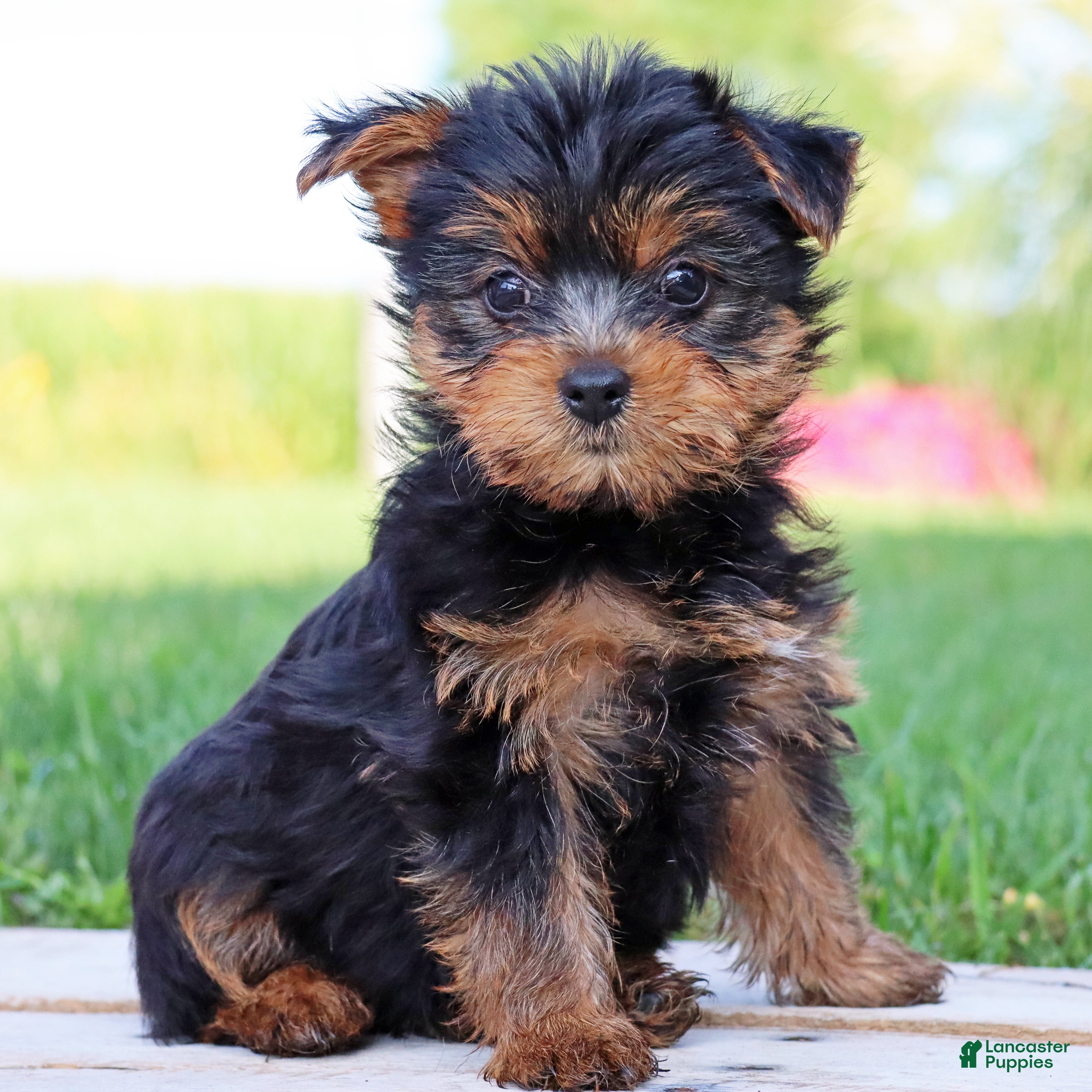 Yorkshire Terrier dogs Java - Ad 1
