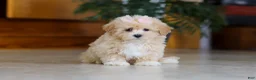 Maltipoo dogs for sale: Callie - Ad 5