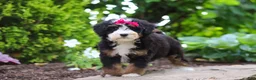 Mini Bernedoodle dogs for sale: Claire - Ad 5