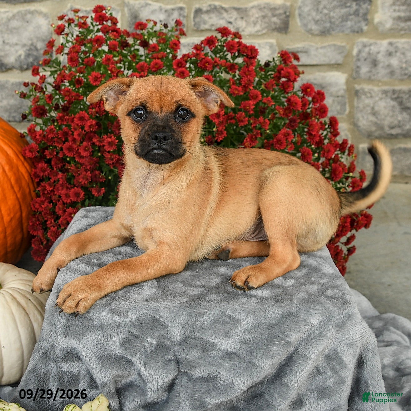 Mixed Breed dogs Tommy - Ad 2
