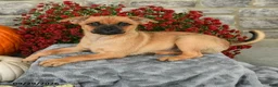 Mixed Breed dogs for sale: Tommy - Ad 2