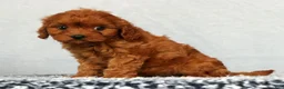 Cavapoo dogs for sale: Faye - Ad 9