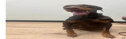 Doberman Pinscher dogs for sale: Doberman Pinscher 4 - Ad 3