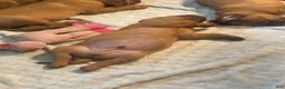 Dogue De Bordeaux dogs for sale: Dogue De Bordeaux Puppy 5 - Ad 62