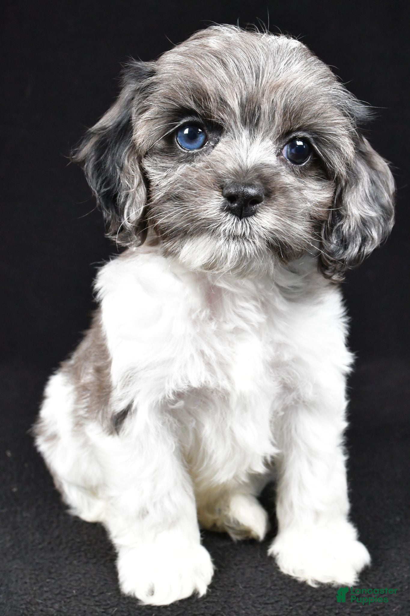 Cockapoo dogs Skye - Ad 2