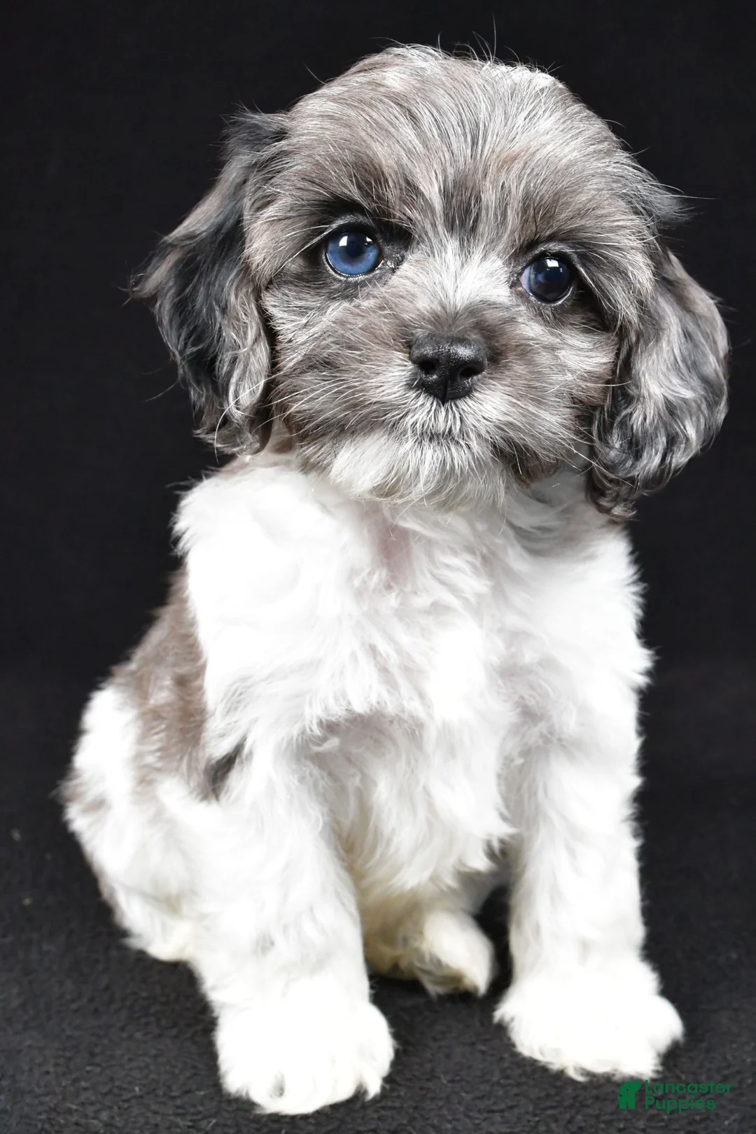 Cockapoo dogs for sale: Skye - Ad 2