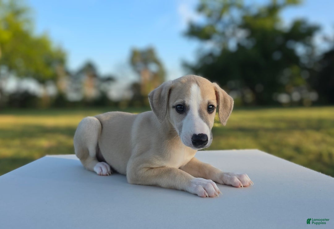 Gallery Image {{count}}