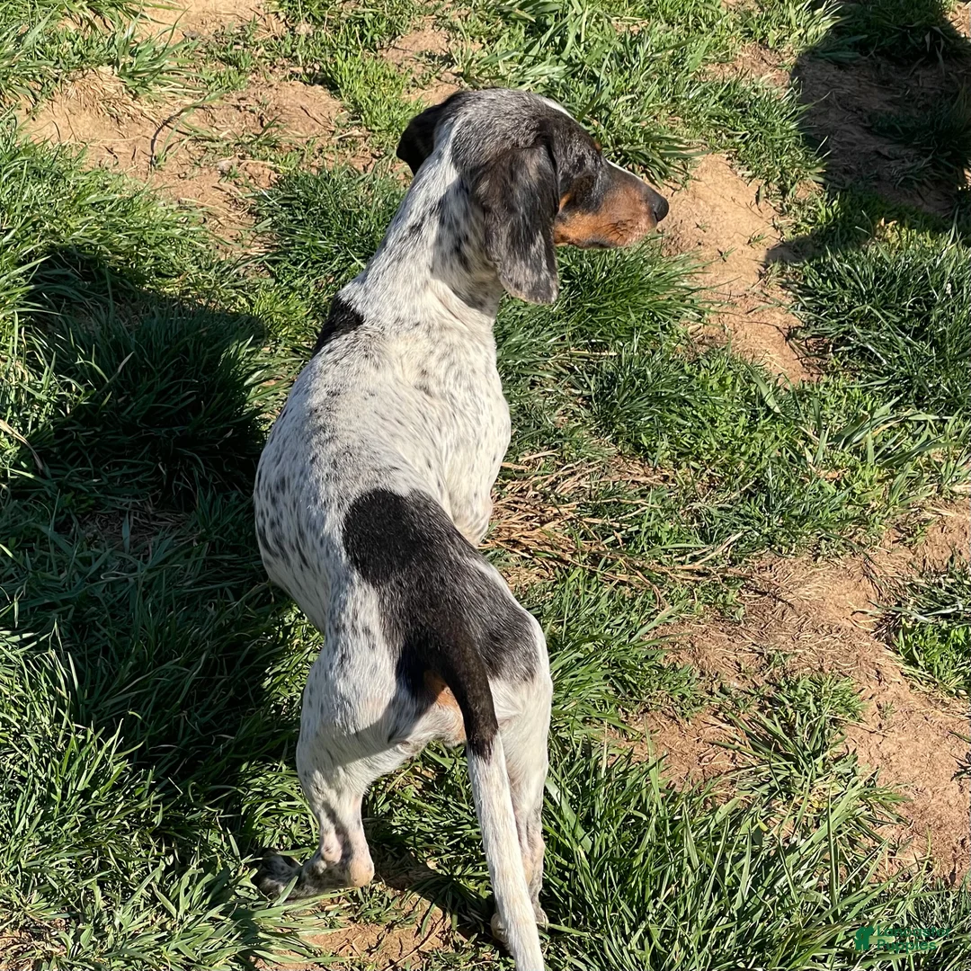 Dachshund dogs for sale: Dixon - Ad 2