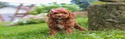 Cavapoo dogs for sale: Elowyn - Ad 7