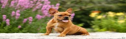 French Bulldog dogs for sale: Diesel - Ad 14