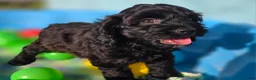 Cockapoo dogs for sale: Tinkerbell - Ad 1