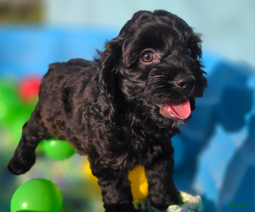 Cockapoo dogs for sale: Tinkerbell - Ad 1