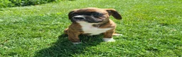 Boxer dogs for sale: Hunk - Ad 1