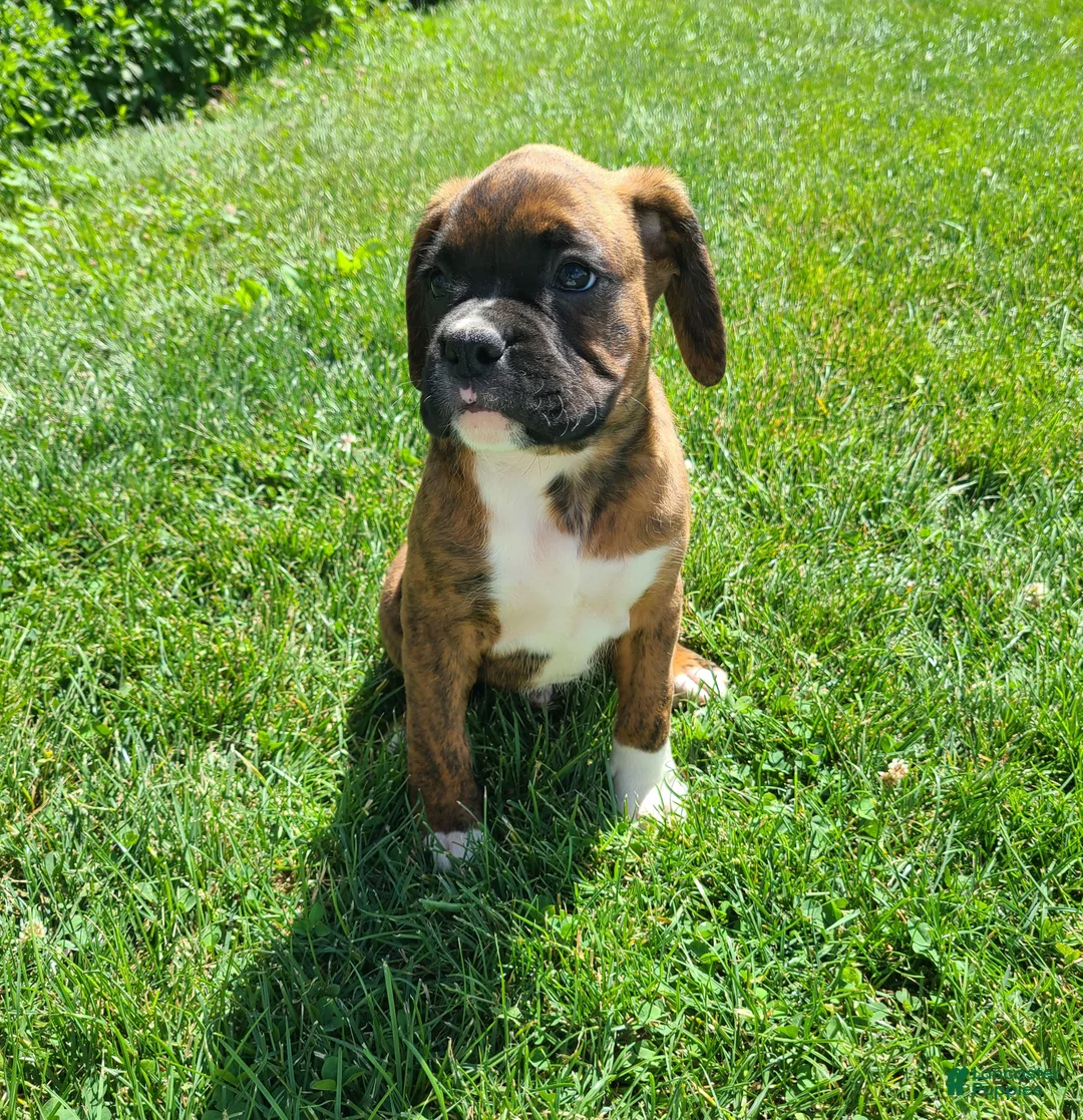 Boxer dogs for sale: Hunk - Ad 1