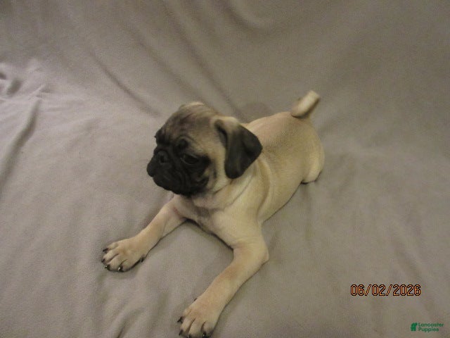 Pug dogs for sale: Clyde - Ad 4