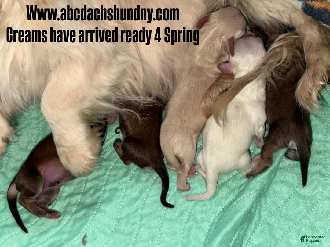 Miniature Dachshund dogs for sale: Cream/red  - Ad 7