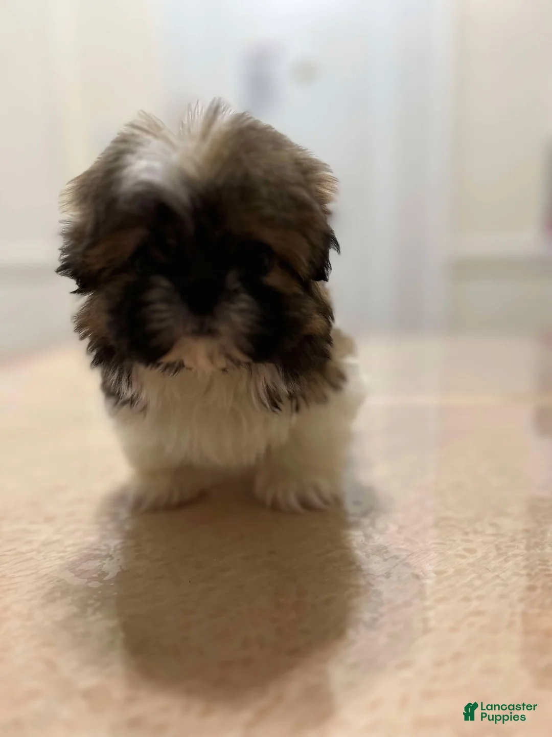 Shih Tzu dogs for sale: Amelia - Ad 3