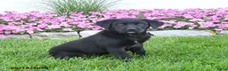 Mixed Breed dogs for sale: Bowwow - Ad 1