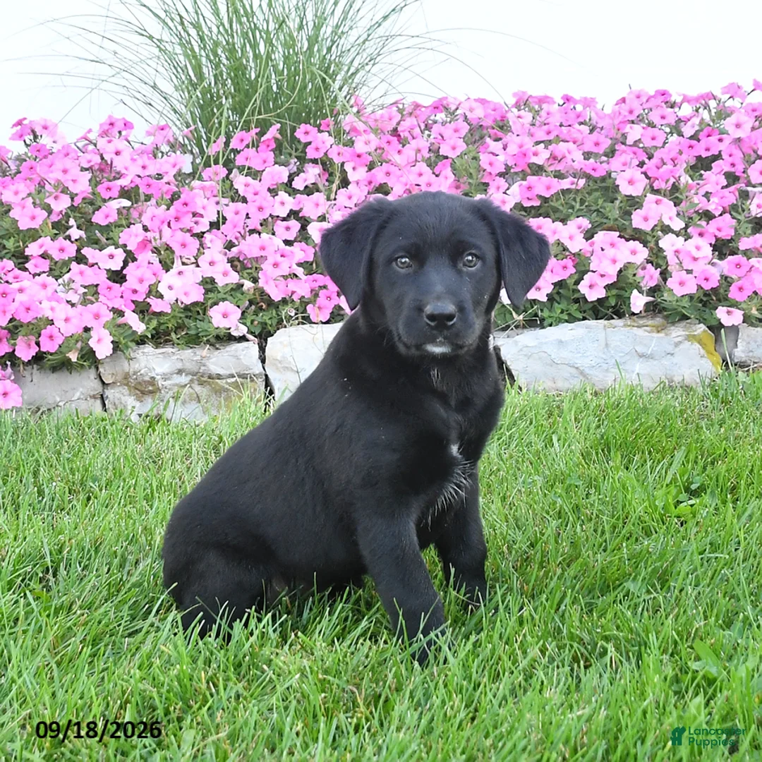 Mixed Breed dogs for sale: Bowwow - Ad 1