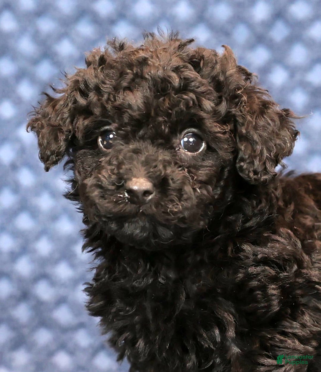 Miniature Poodle dogs for sale: Freya - Ad 9