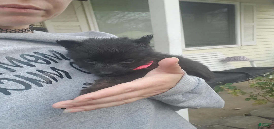 Gallery Image {{count}}