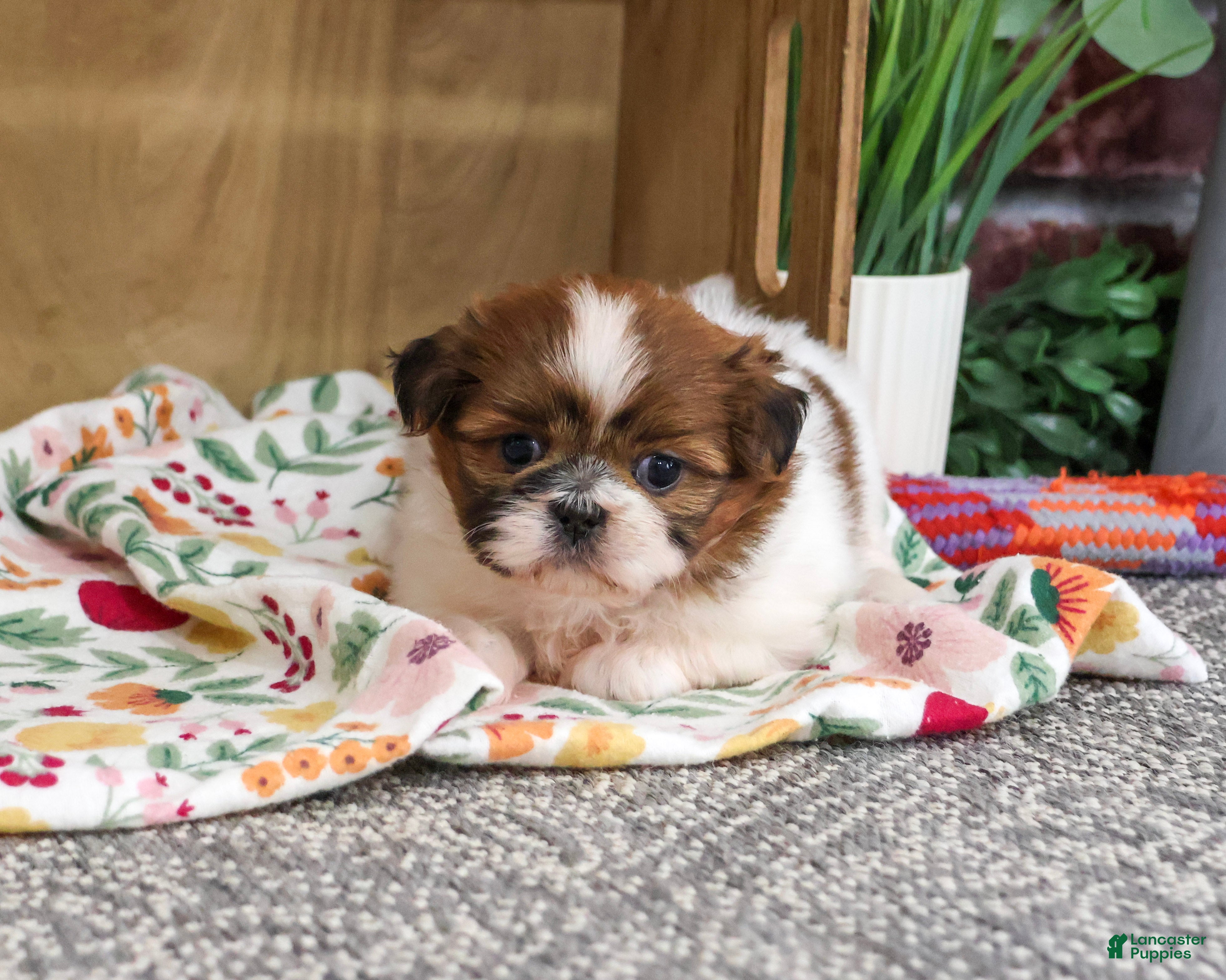 Shih Tzu dogs Fancy - Ad 4