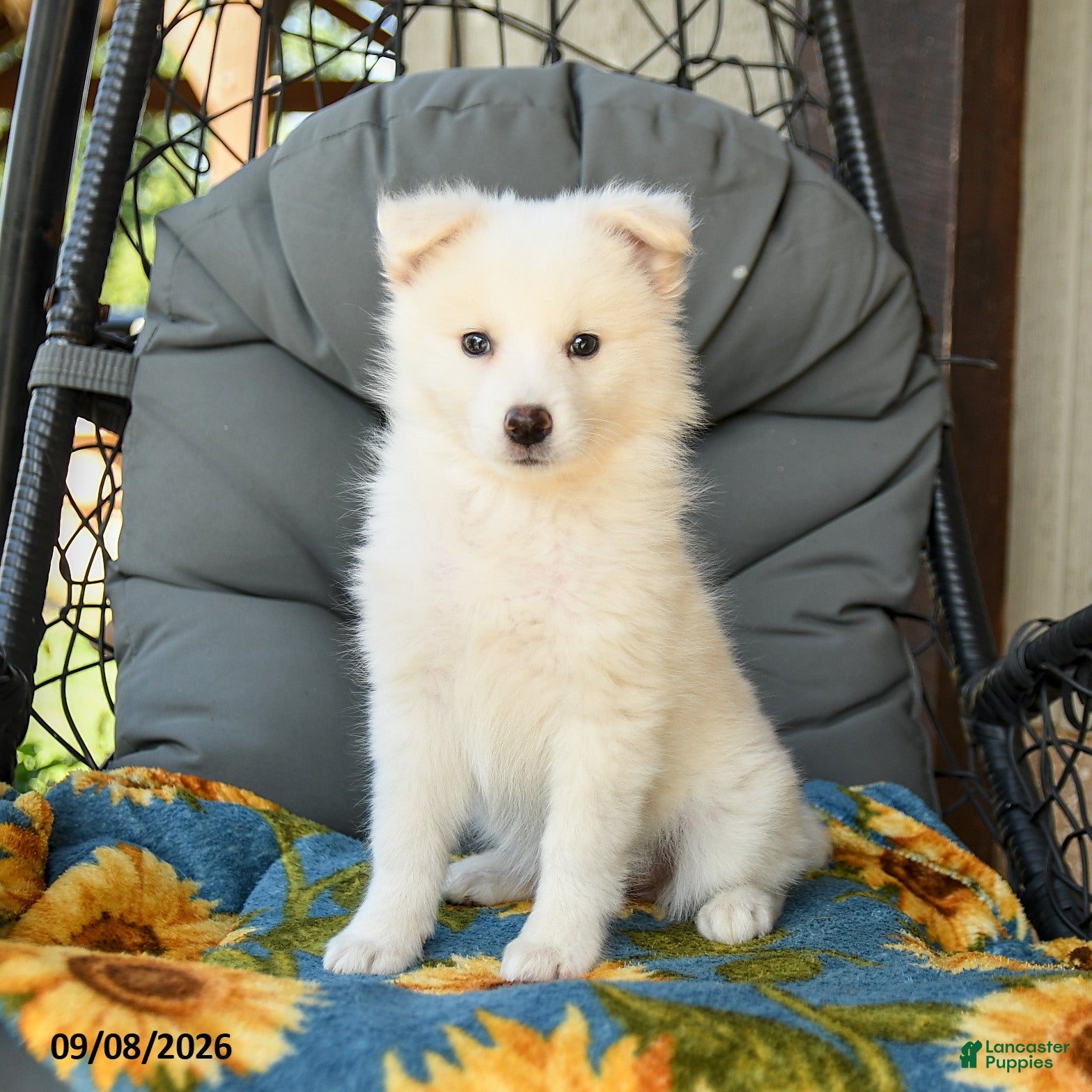 American Eskimo dogs Fawn - Ad 2