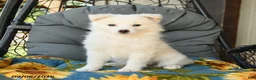 American Eskimo dogs for sale: Fawn - Ad 2