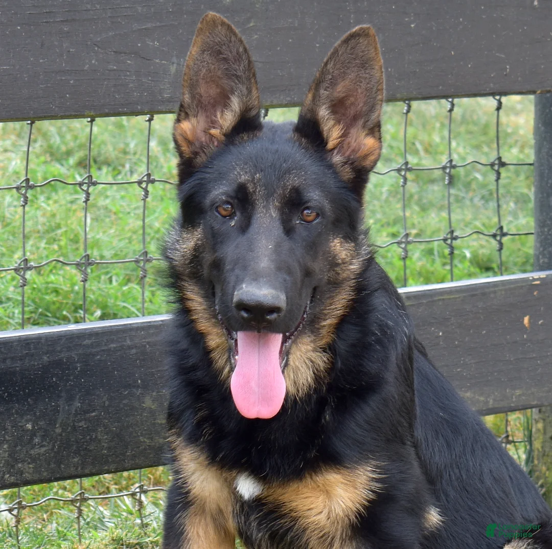 German Shepherd dogs for sale: Diamond - Ad 1