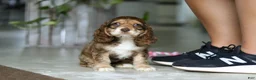Cocker Spaniel dogs for sale: Lulu - Ad 5