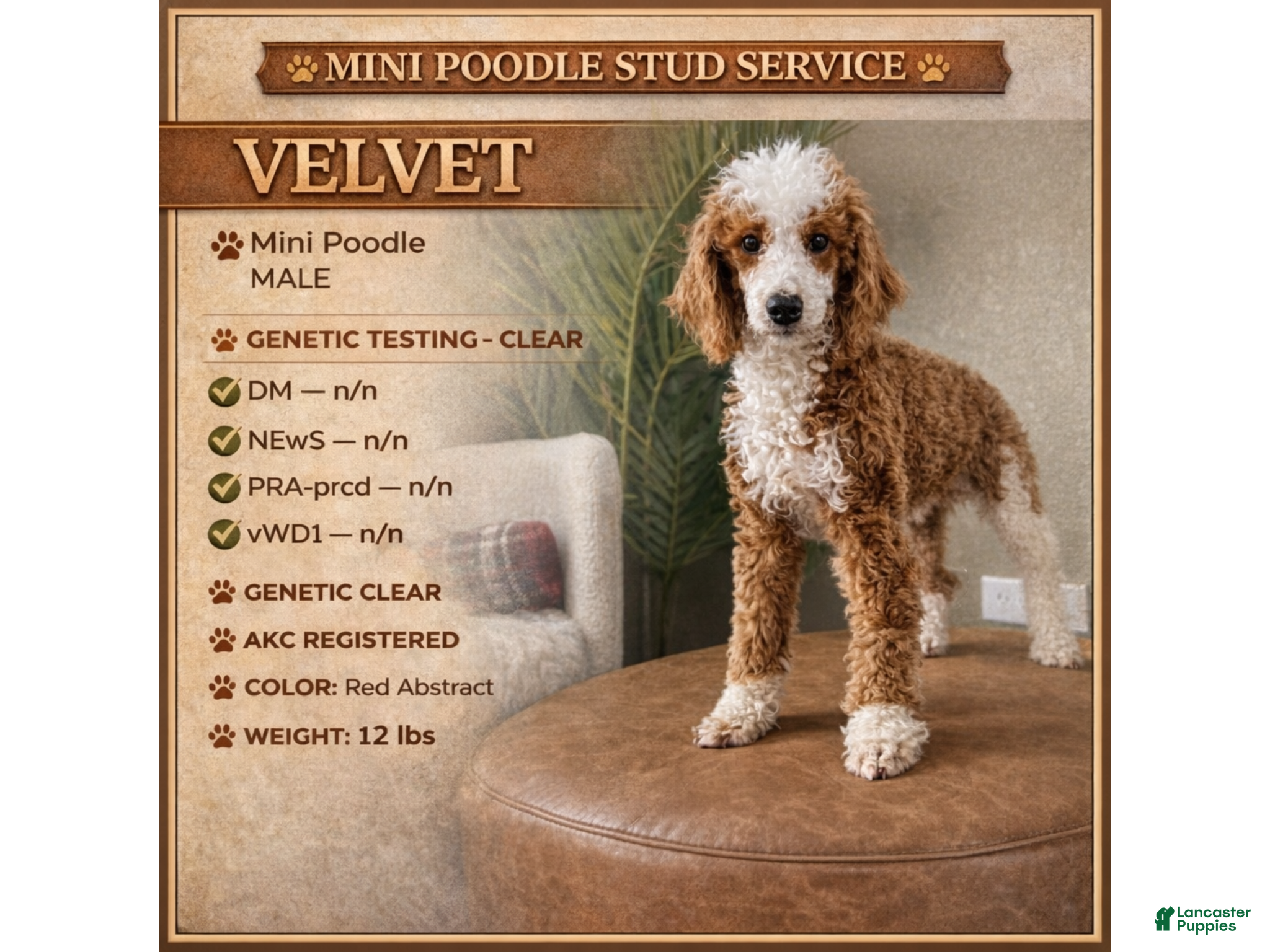 Miniature Poodle dogs Velvet - Ad 1