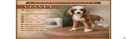 Miniature Poodle dogs for stud: Velvet - Ad 1