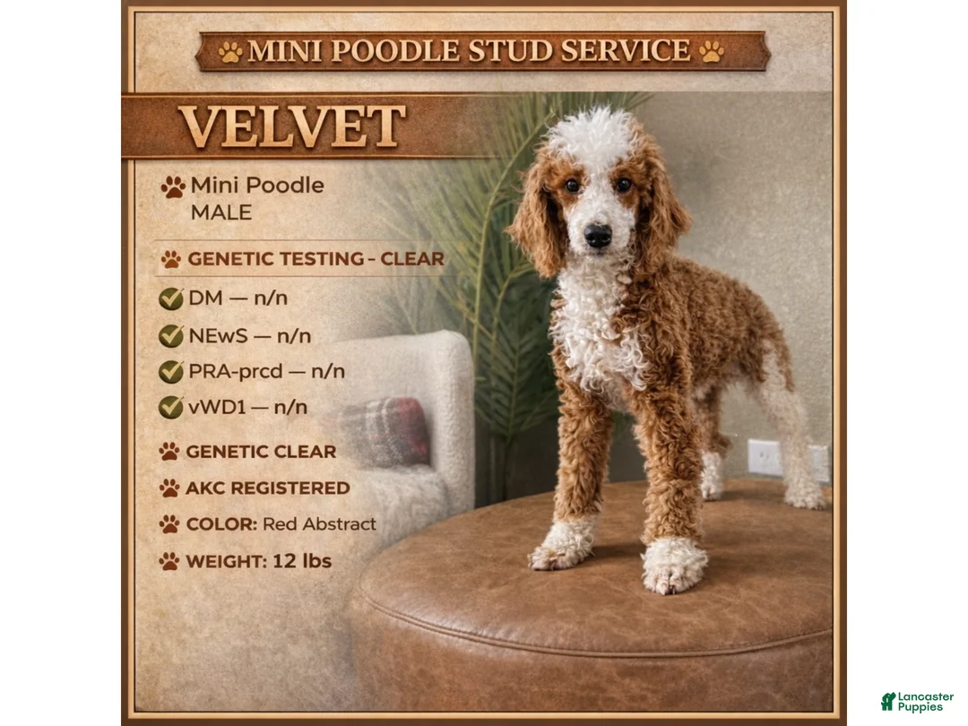 Miniature Poodle dogs for stud: Velvet - Ad 1