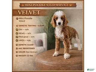 Miniature Poodle dogs Velvet - Ad 1
