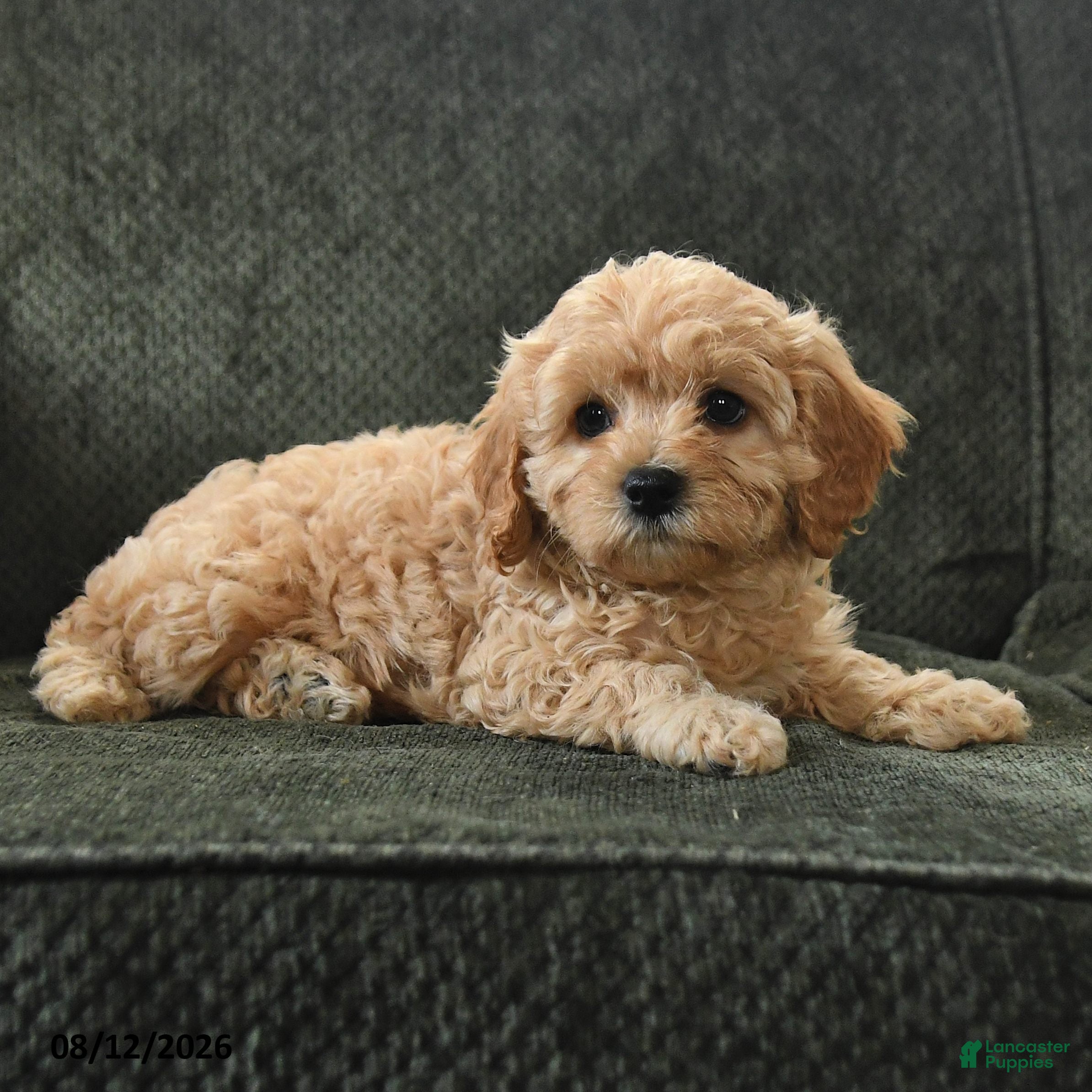 Cavapoo dogs Pearl - Ad 2