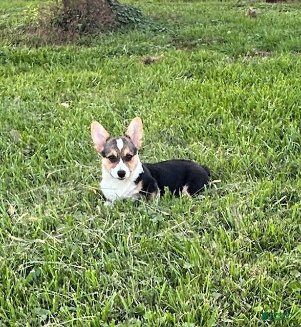 Welsh Corgi Pembroke dogs Welsh Corgi Pembroke Puppy 2 - Ad 2
