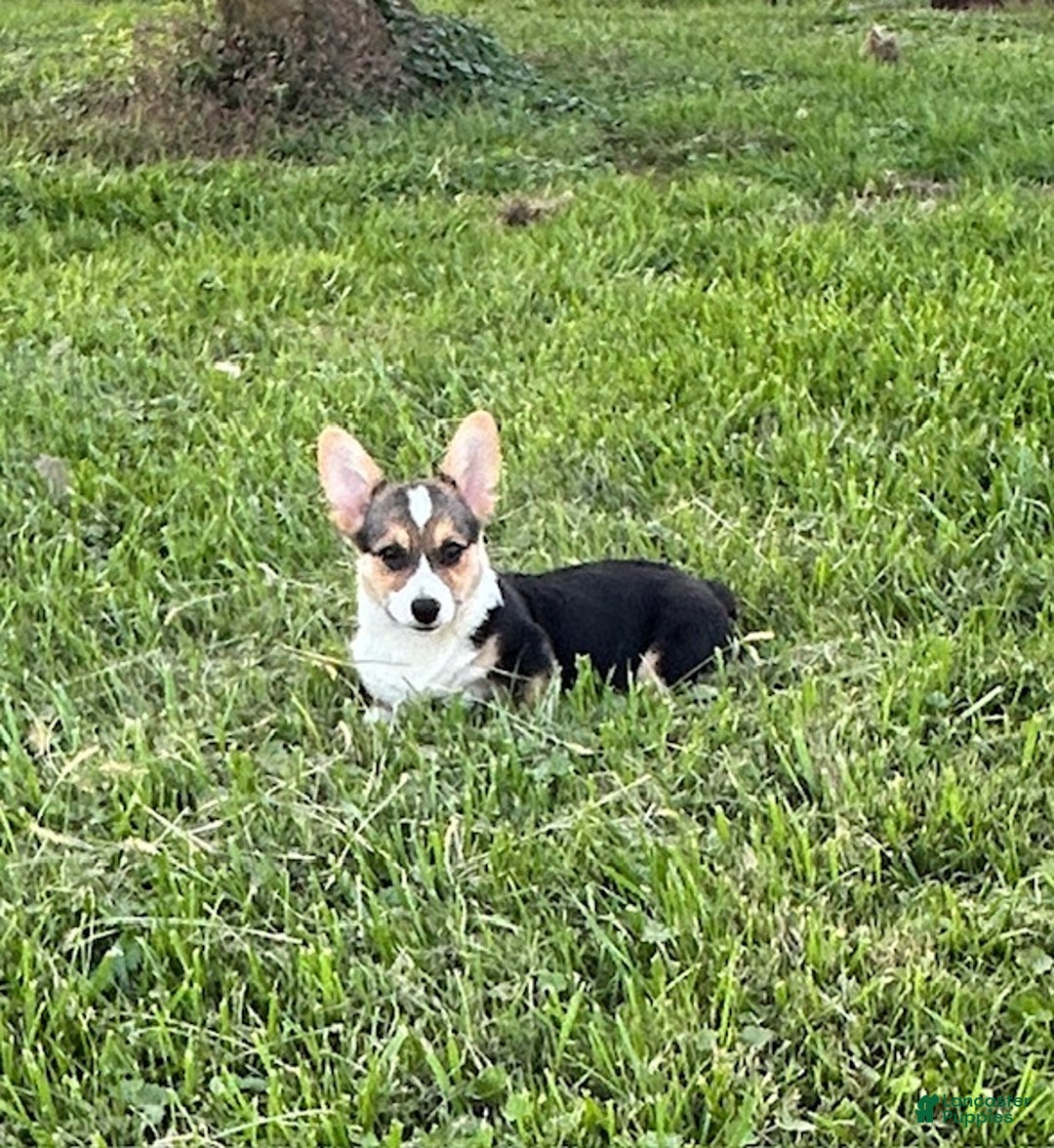 Welsh Corgi Pembroke dogs for sale: Welsh Corgi Pembroke Puppy 2 - Ad 1