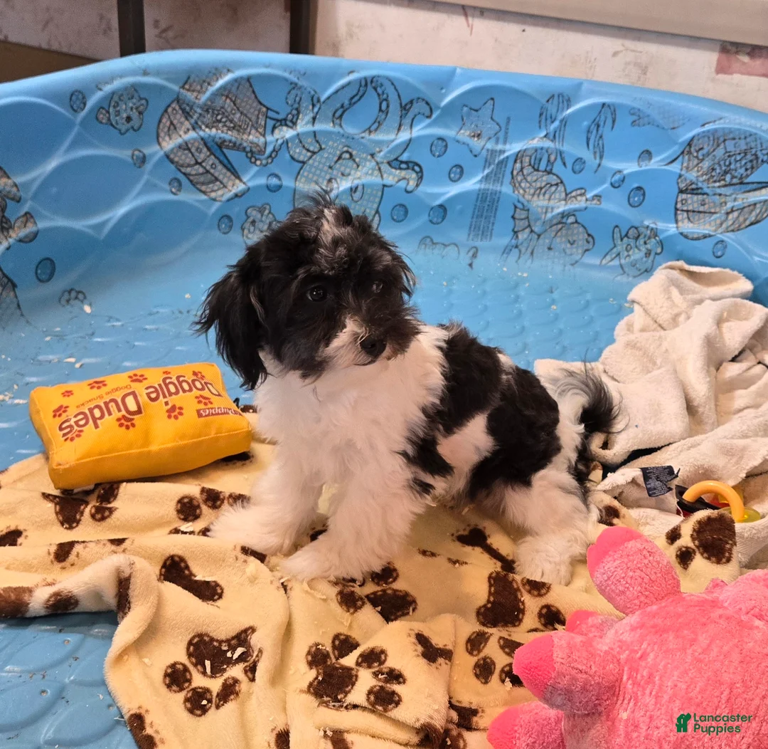 Havanese dogs for sale: Hank - Ad 2