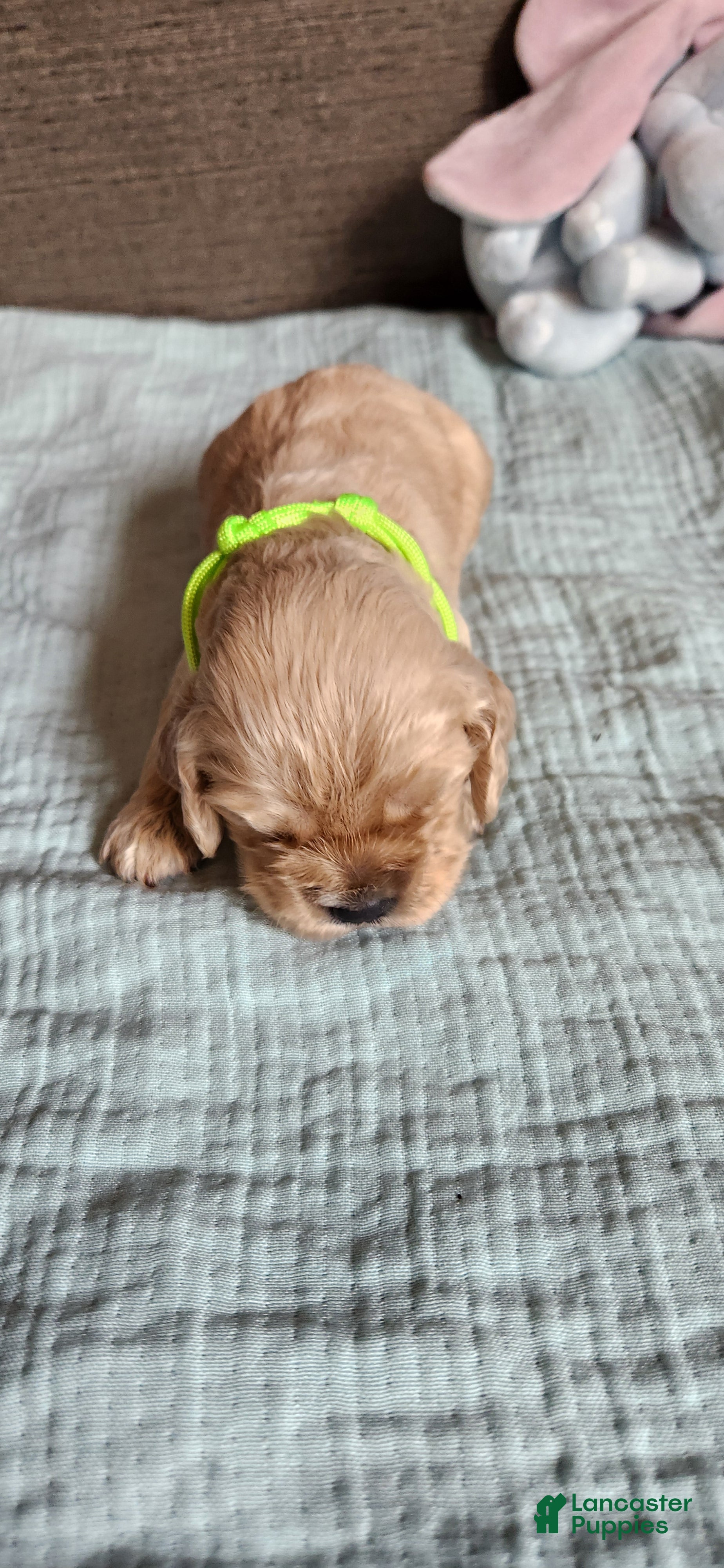 Cocker Spaniel dogs Cocker Spaniel 7 - Ad 2