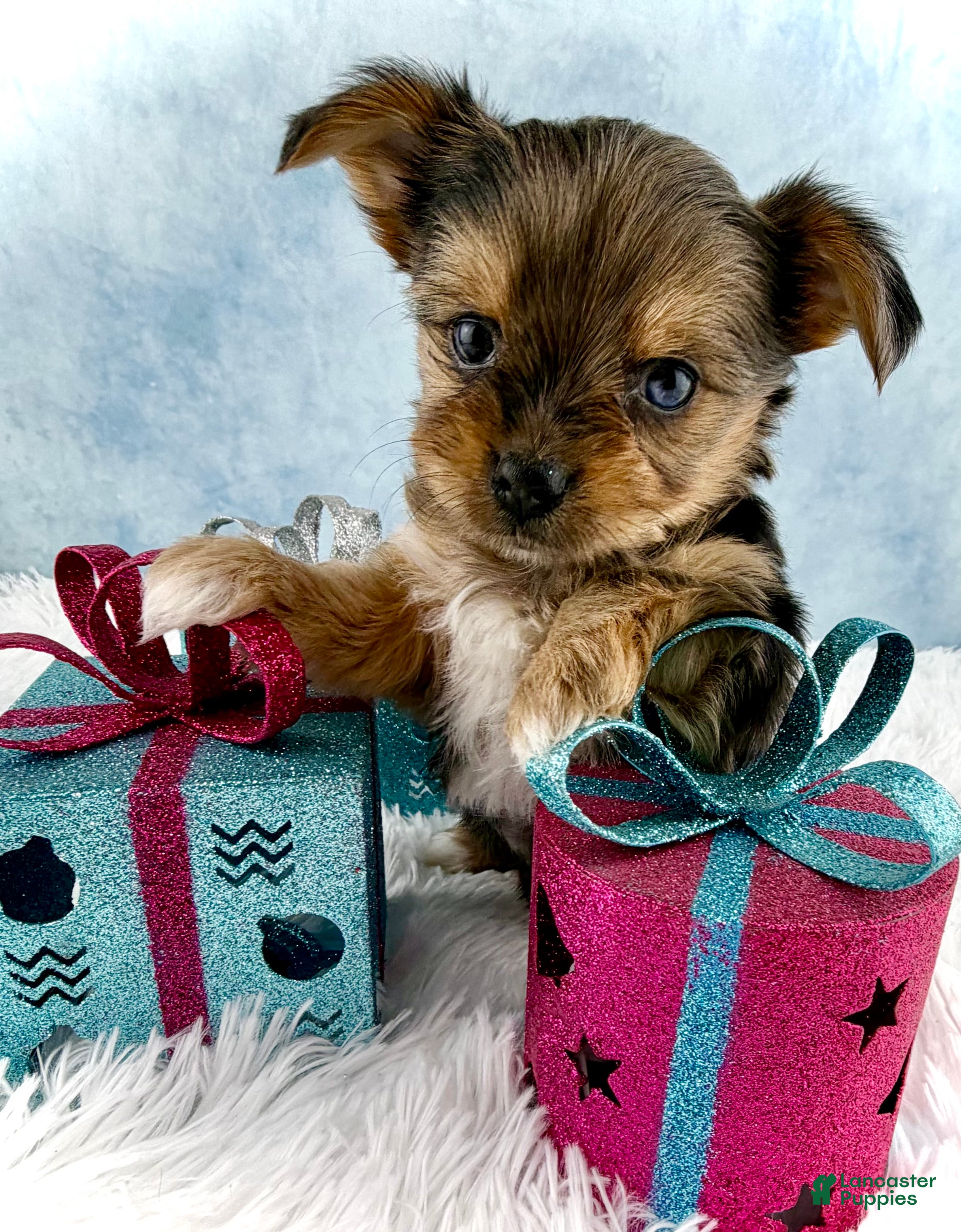 Yorkshire Terrier dogs Poppy - Ad 9