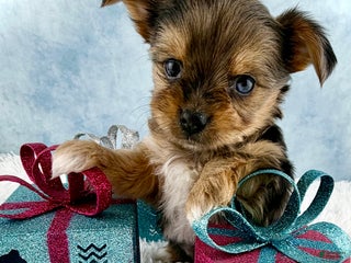 Yorkshire Terrier dogs Poppy - Ad 13