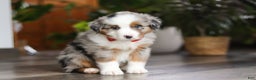 Miniature Australian Shepherd dogs for sale: Ghirardelli - Ad 6