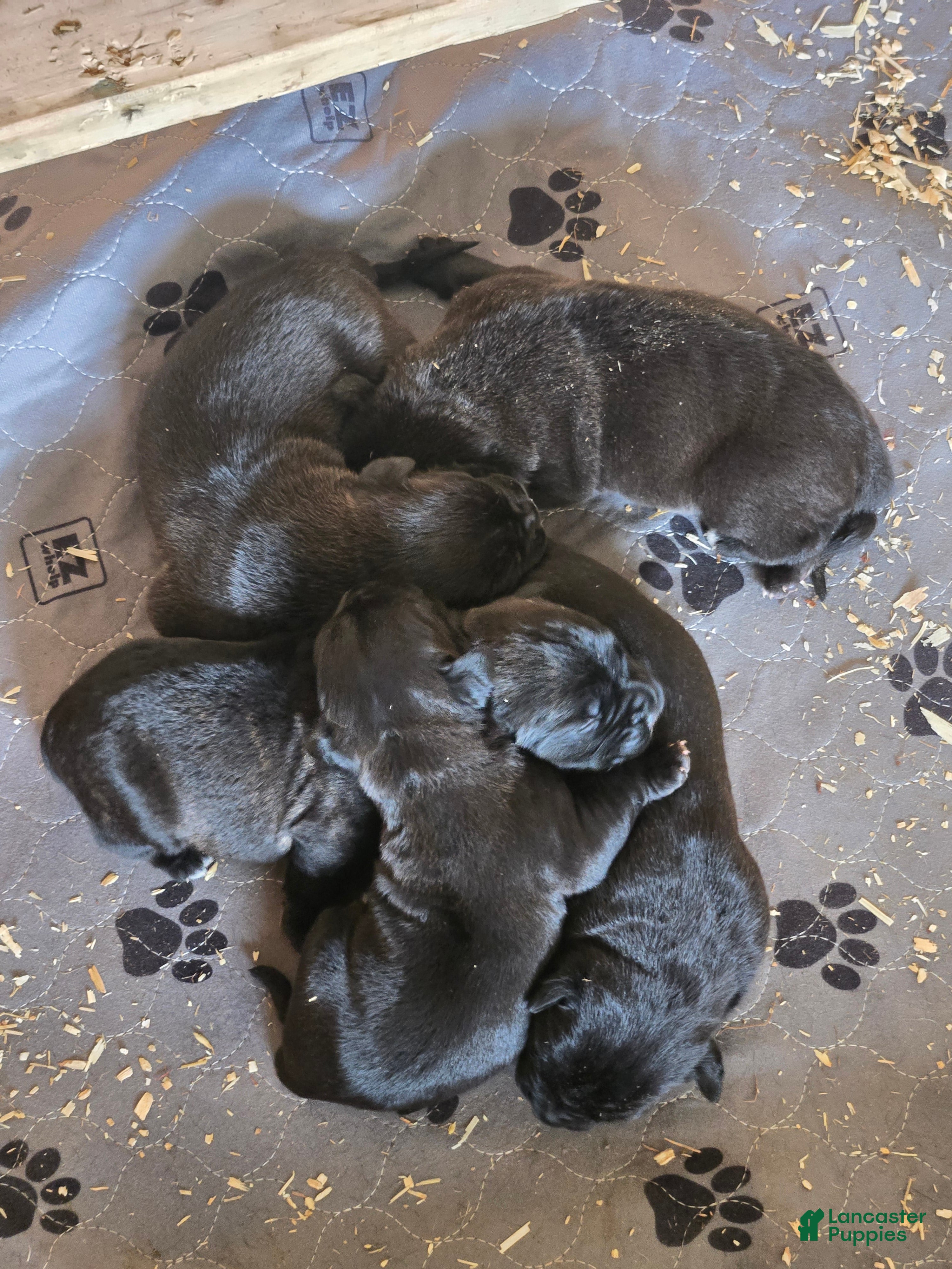 Cane Corso dogs Cane Corso Puppy 6 - Ad 1