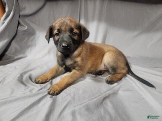 Belgian Malinois dogs - Ad 27