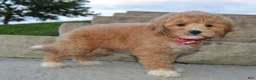 Cavapoo dogs for sale: Callie - Ad 3