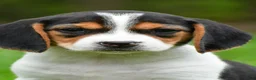 Beagle dogs for sale: Bee - Ad 1